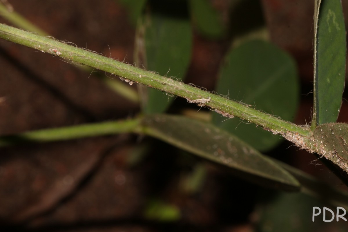 Arachis hypogaea L.